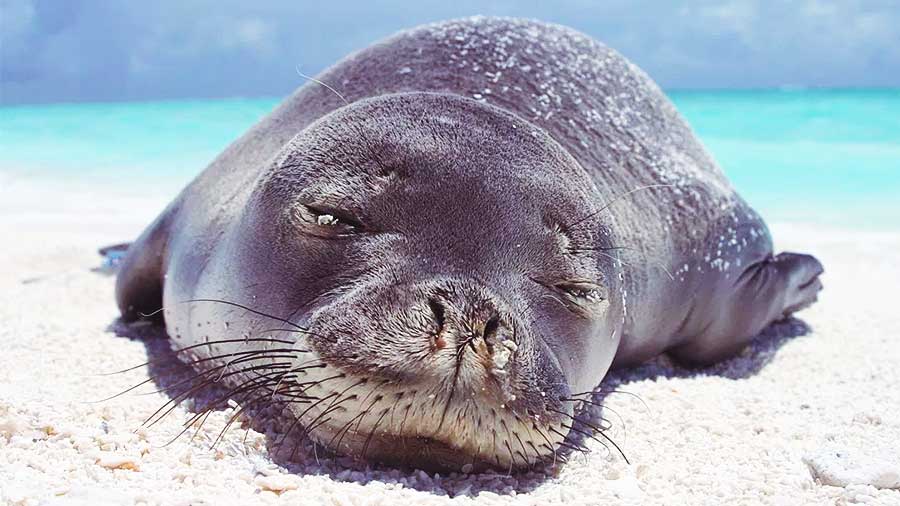 Cute Hawaiian Monk Seal sleeping on Sandy beach