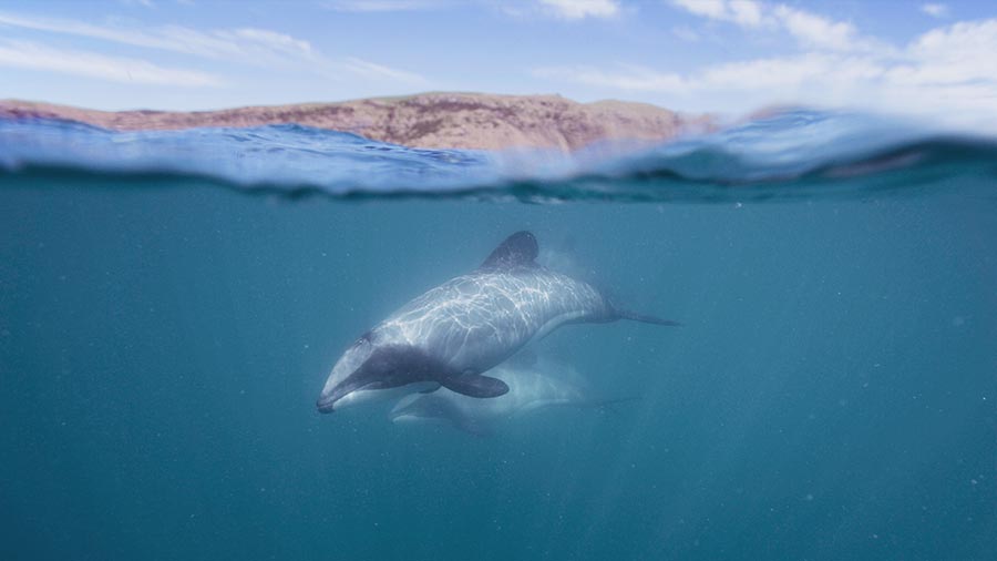 Rare and endangered Hector’s dolphin above and below water shot