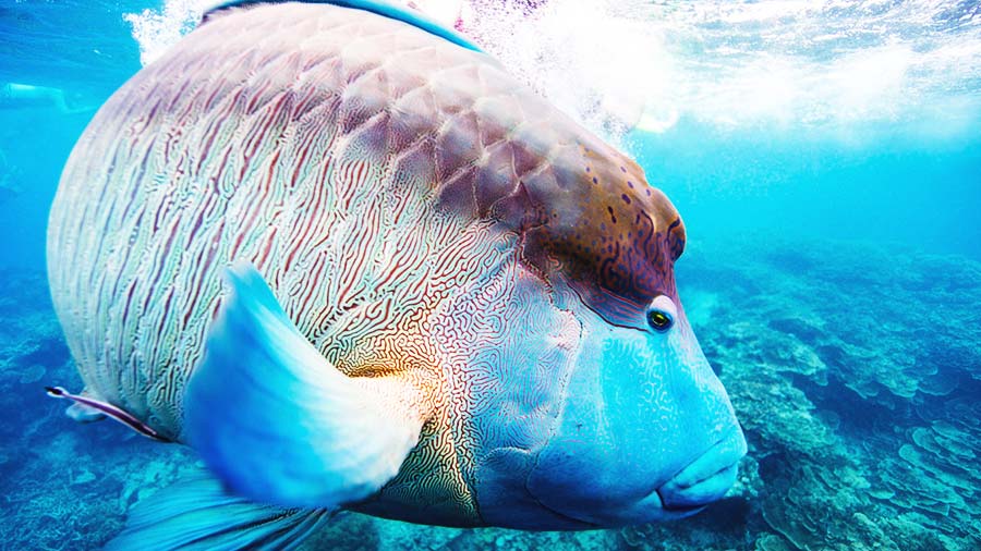 Large Marine Humphead Wrasse close up