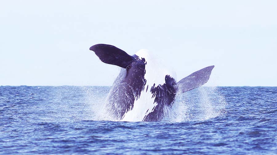 An endangered breaching North Atlantic right whale
