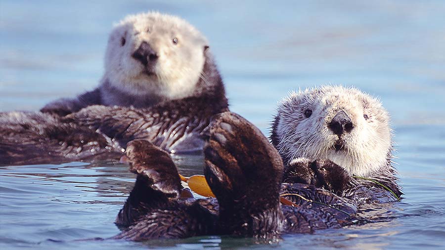 Two Sea Otters swimming on their back