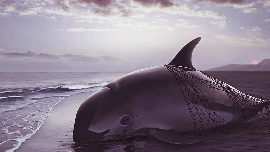Most endangered sea creature – Vaquita Porpoise washed ashore in shallow water