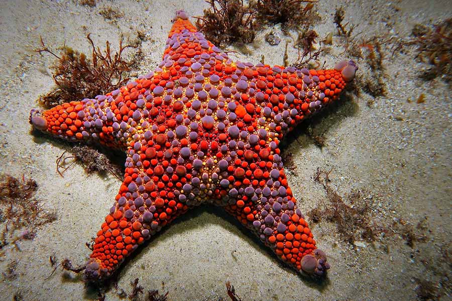 Photo of Firebrick Starfish (Asterodiscides truncatus) with reddish arms spread out fully