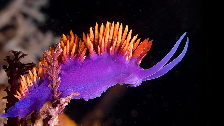 Nudibranch Type Flabellinopsis Iodinea