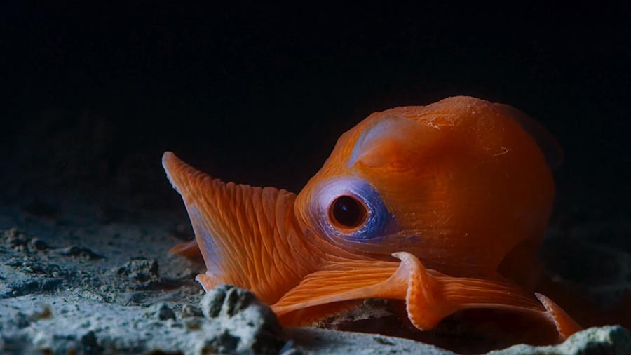 Cute photo of a Flapjack Octopus at night