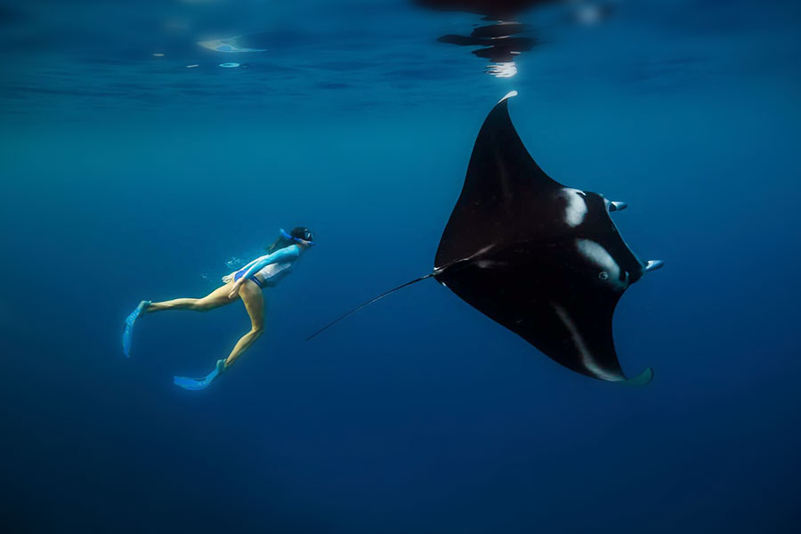 A woman elegantly free-diving alongside a reef manta while snorkeling in Brattle Island.