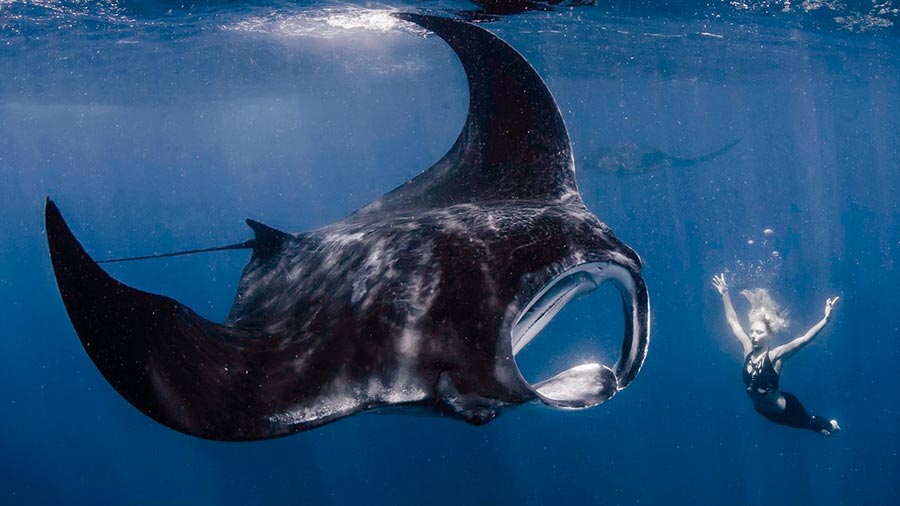 Different types of rays – Giant Oceanic Manta Ray with freediver