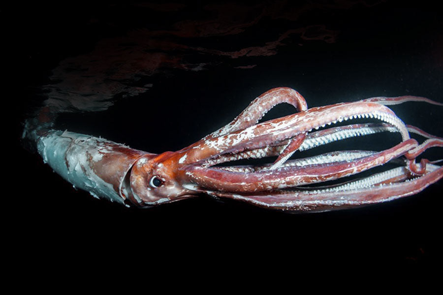 Giant Squid Photo taken in shallow waters