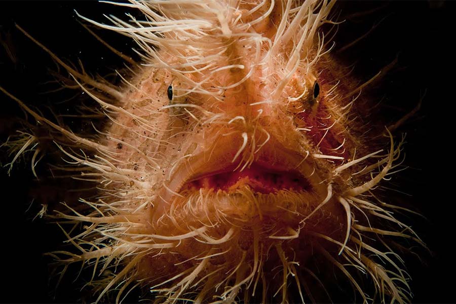 Macro photo of front view of a Hairy Frogfish