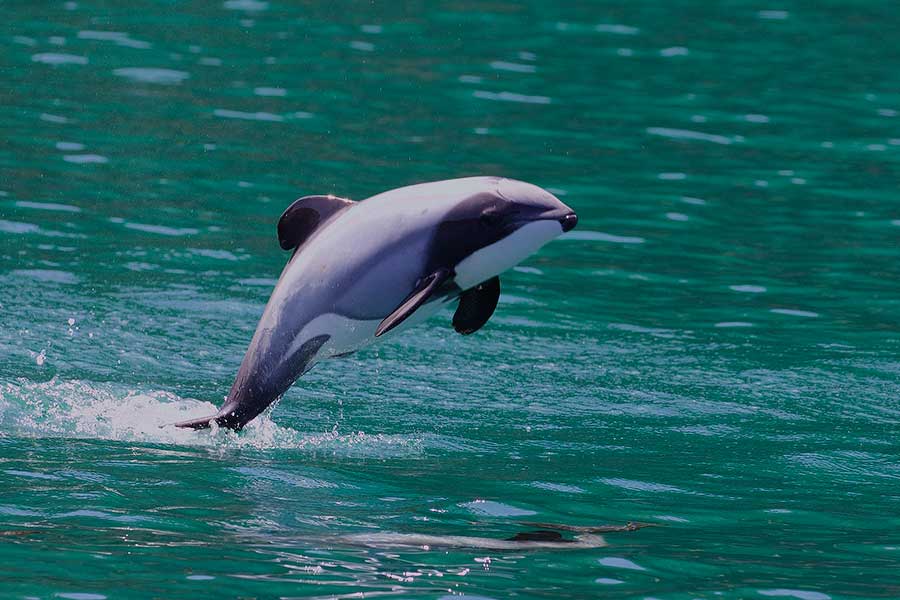 Hector's Dolphin (Cephalorhynchus hectori)