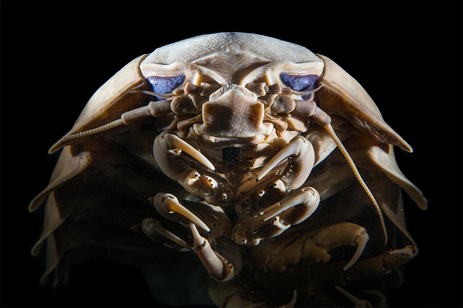 Deep sea giant Isopod close up photo