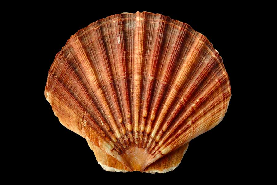 King scallop shell - Pecten maximus