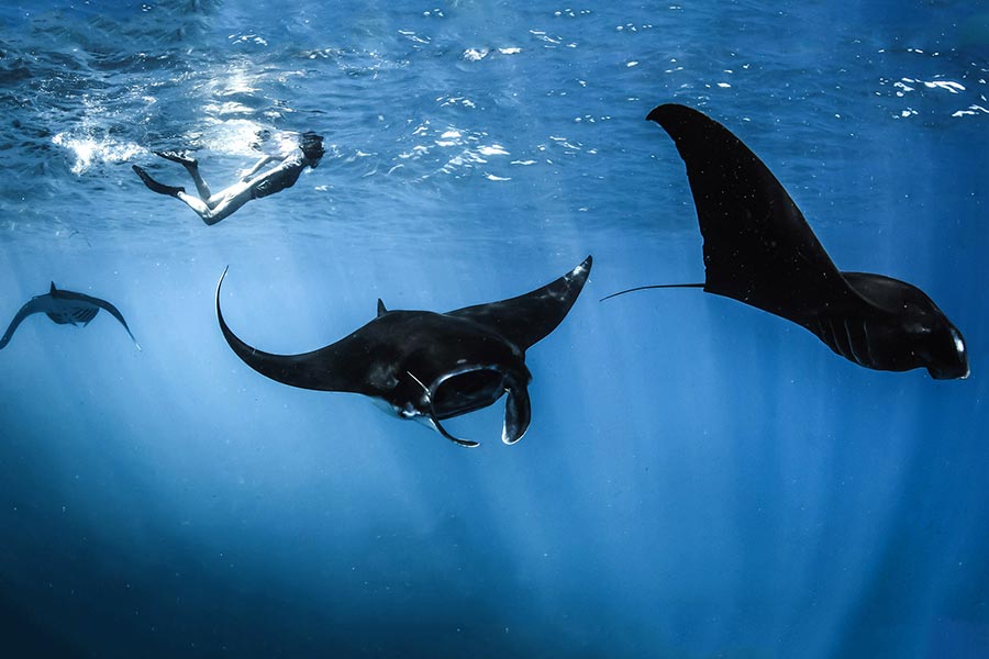 Wide angle photo of a snorkeler swimming with 3 reef mantas at Manta Point, Komodo