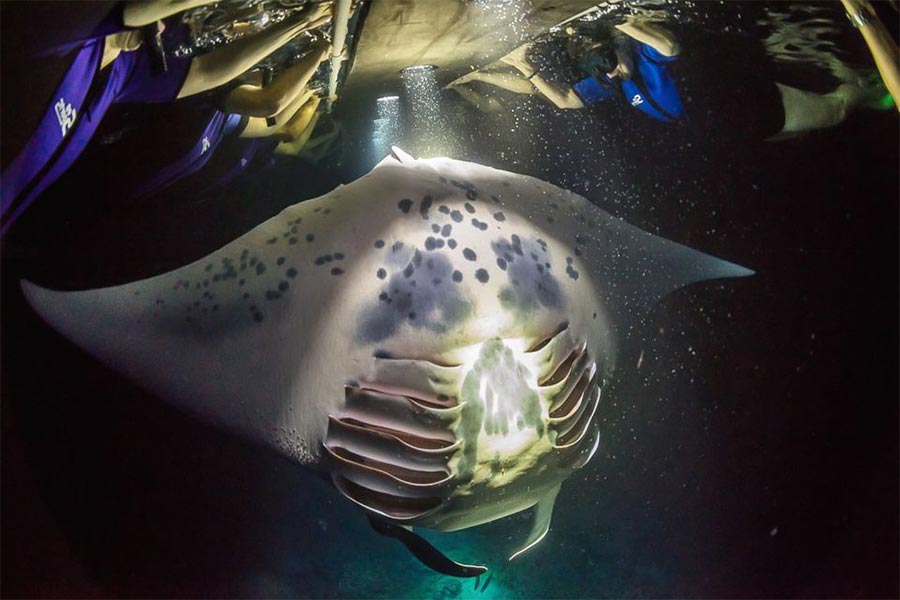 Kona night snorkeling at Manta Heaven. Underwater lights illuminate an upside down reef manta.