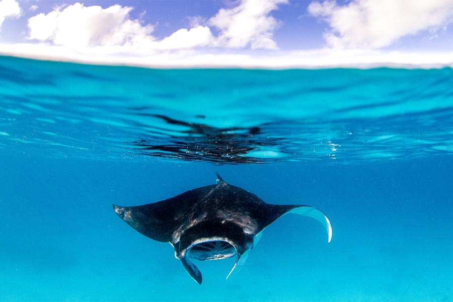 A manta found in vivid turquoise waters, just of the coast of Lady Elliot Island