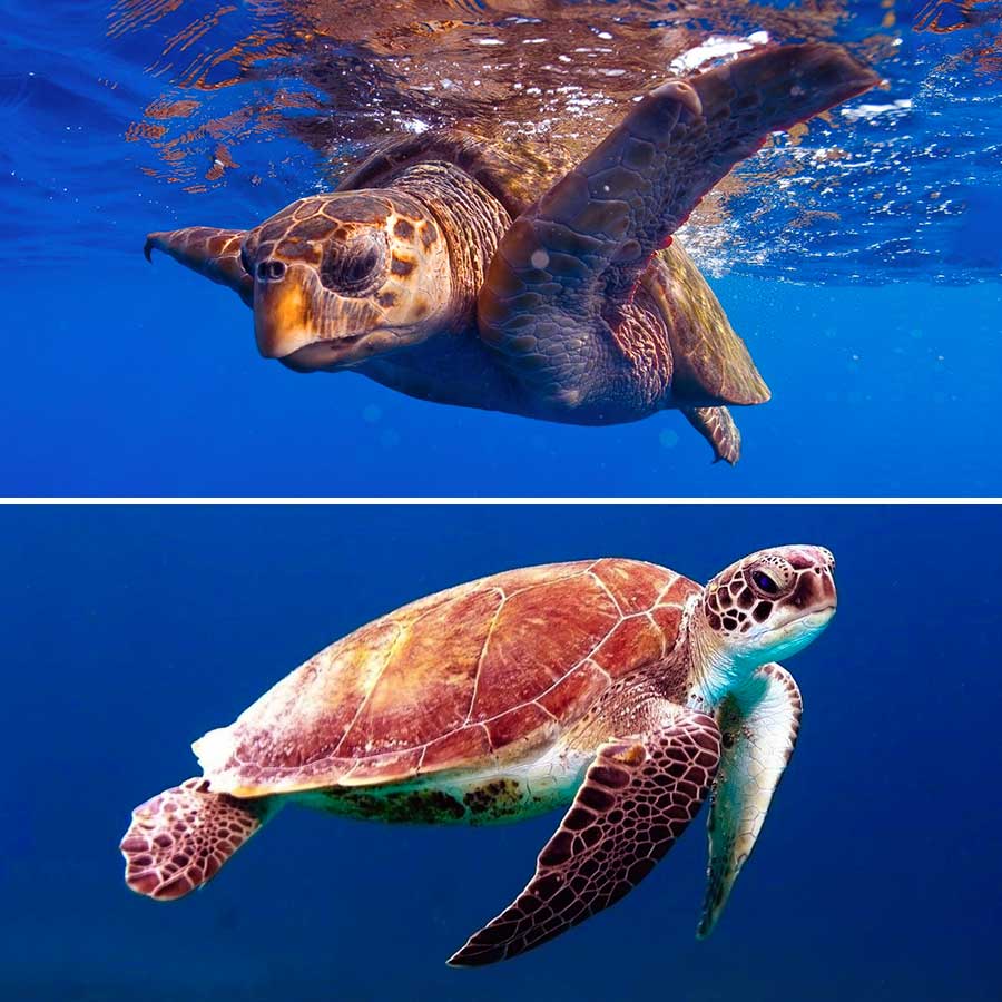 sea turtles all different types