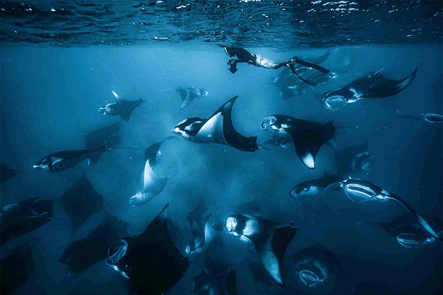 Underwater photo of the Best Manta Ray Snorkeling in the World, featuring a group of reef manta rays in Hanifaru Bay