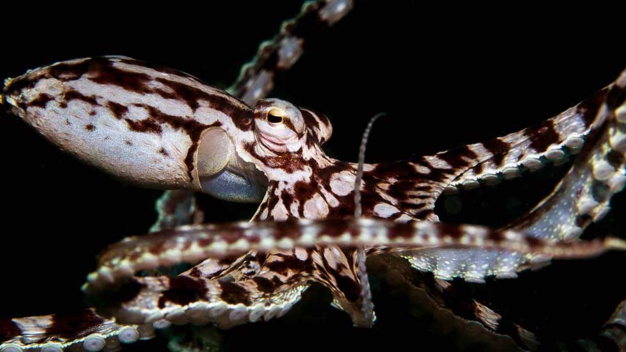 Night photo of a white and brown Mimic Octopus