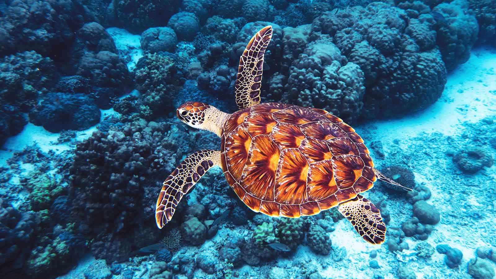 An Endangered Hawksbill Turtle swimming in open ocean