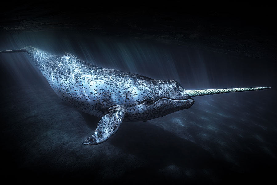 Narwhal photo taken in shallow water