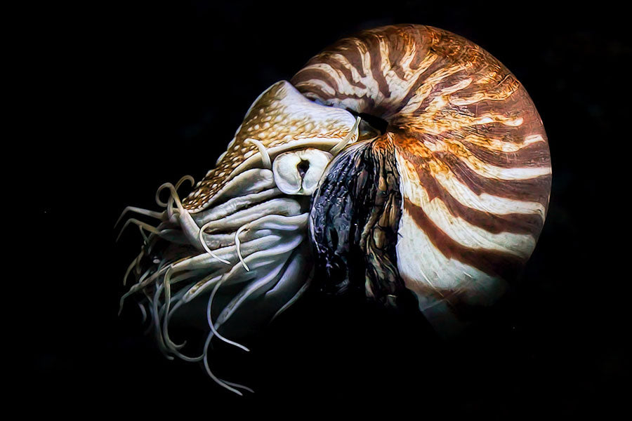 Side view of a living Nautilus