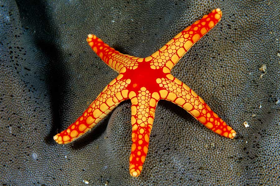 Photo of Necklace Starfish (Fromia monilis) walking over hard and soft corals