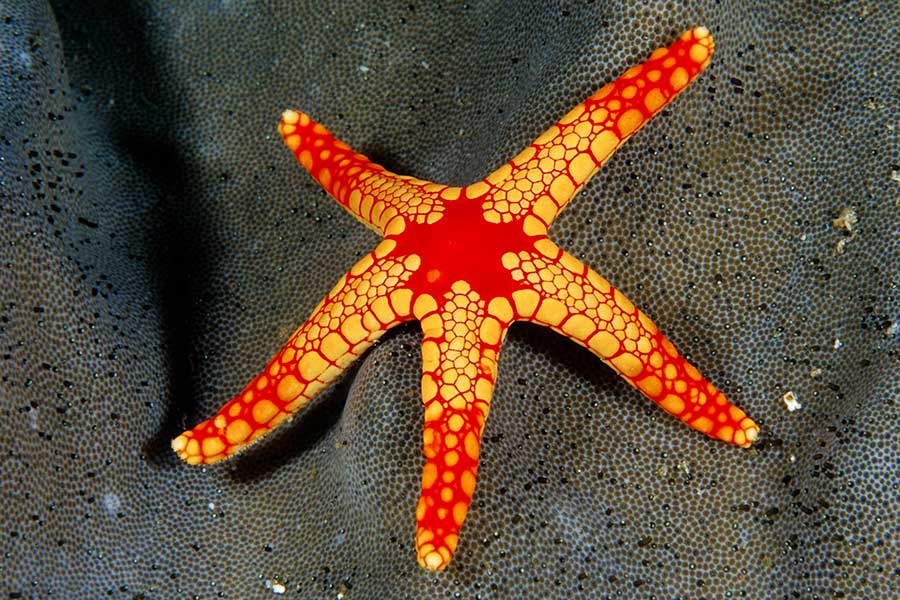 Tan/Orange Spiny Starfish