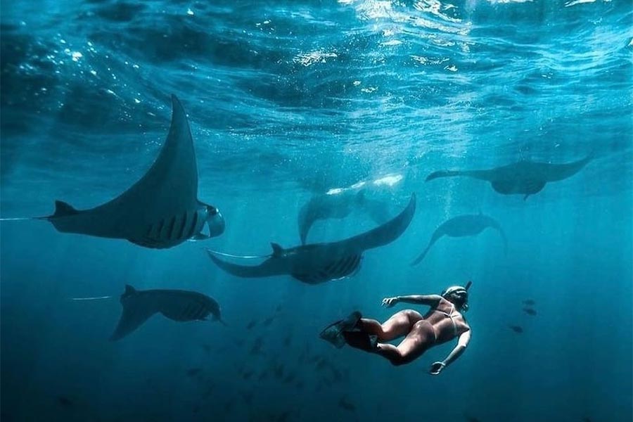 A woman snorkeling with large groups of reef mantas in crystal clear water at Manta Bay