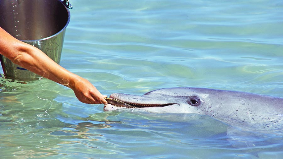 Marine Biologist feeding Dolphin