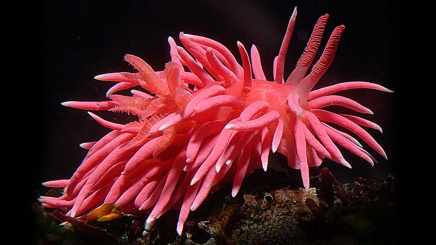 Nudibranch Type Okenia Hopkinsia