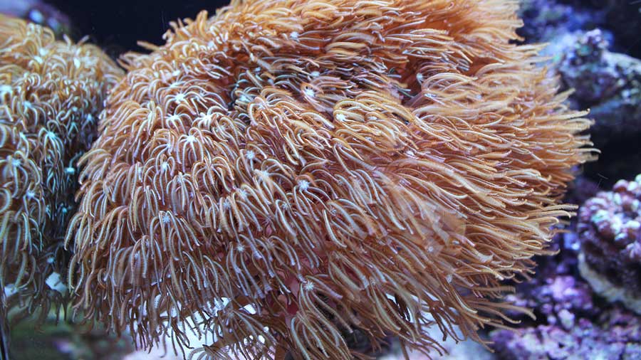 Organ Pipe Soft Coral