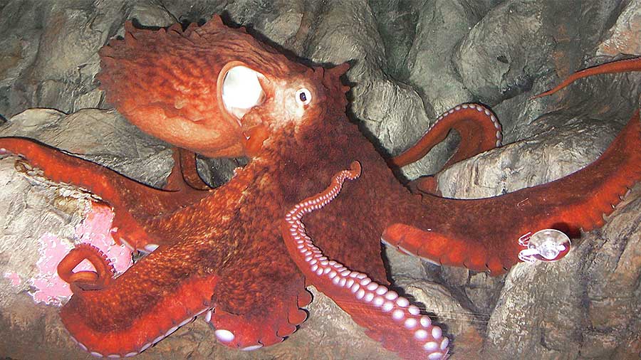 Pacific Giant Octopus in its den sitting on rocks