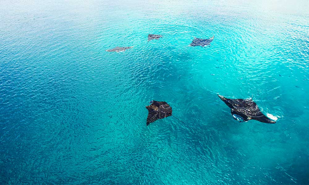 Aerial view of Manta Sandy in Raja Ampat ,with 5 reef mantas on the surface of the water