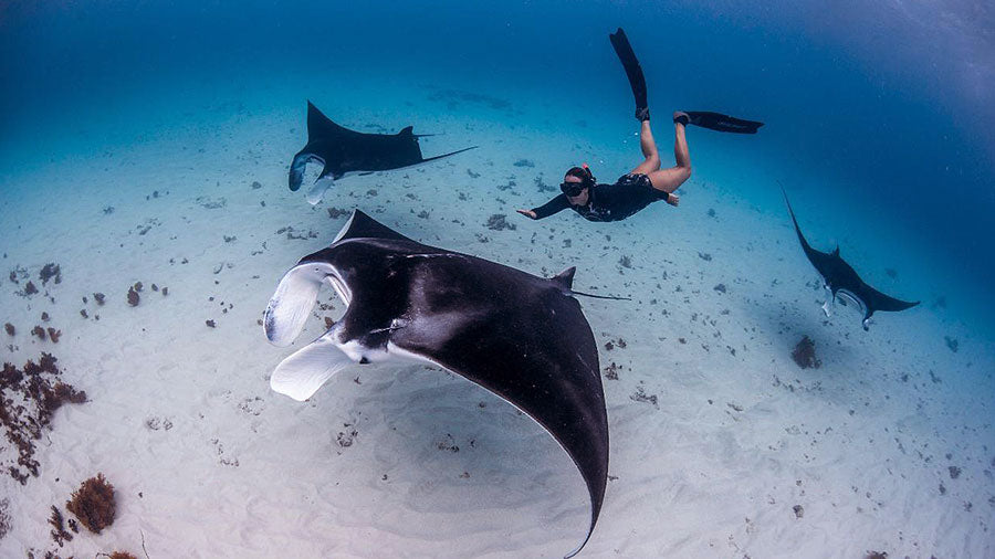Reef Manta Rays and Women Freediver