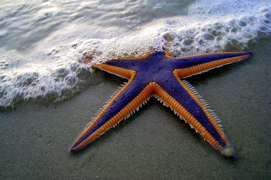 Underwater photo of a Royal Starfish (Astropecten articulatus)