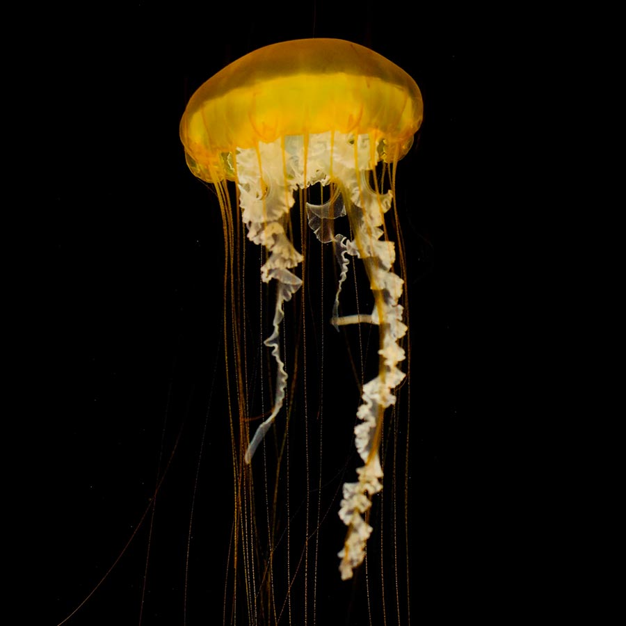 Sea Nettle Jellyfish with extended tenticles