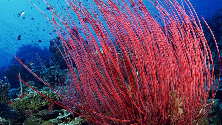 Pink Sea Whip type of Coral on reef