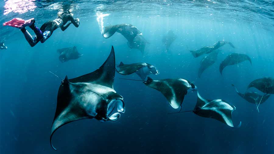 women snorkeling with a group of giant manta rays