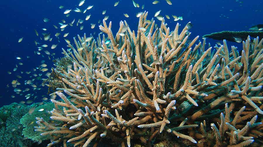 Staghorn Coral reef