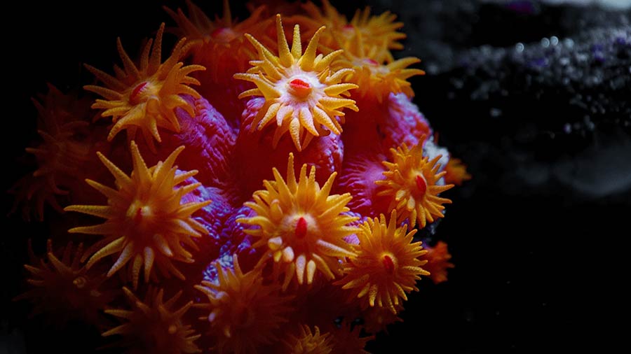 Sun Coral close up