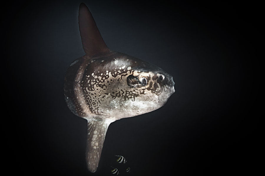 Photo of the Ocean Sunfish in deep dark water