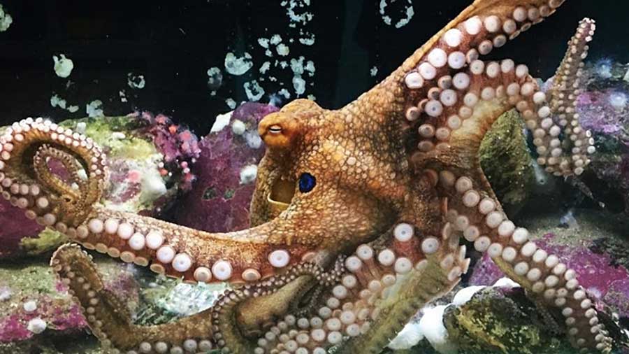 Night shot of a Bimac Octopus crawling on coral