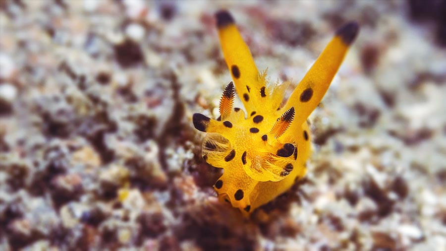 Nudibranch Type Thecacera-Pacifica