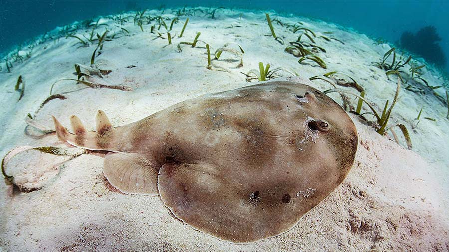 Electric Ray on Sand
