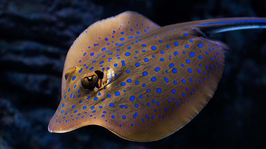 Side view of a Blue Spotted Stingray Close up
