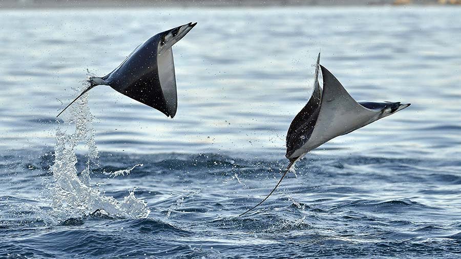 Pair of different types of Devil Ray