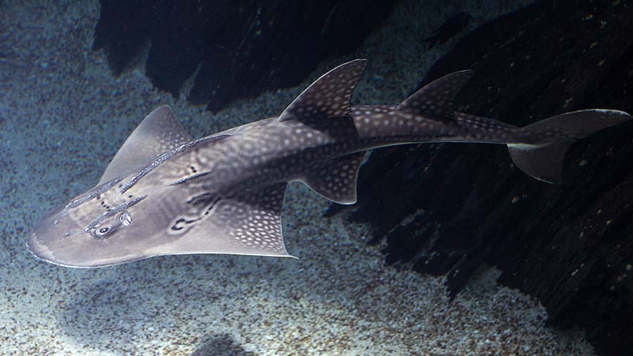 Above view of a Shark Ray Species