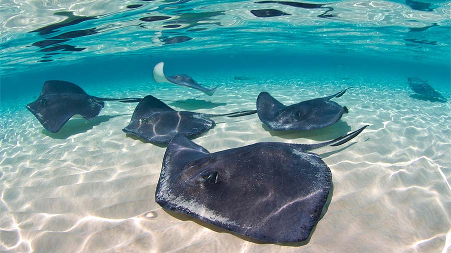 Group of Southern Stingrays in Shallow