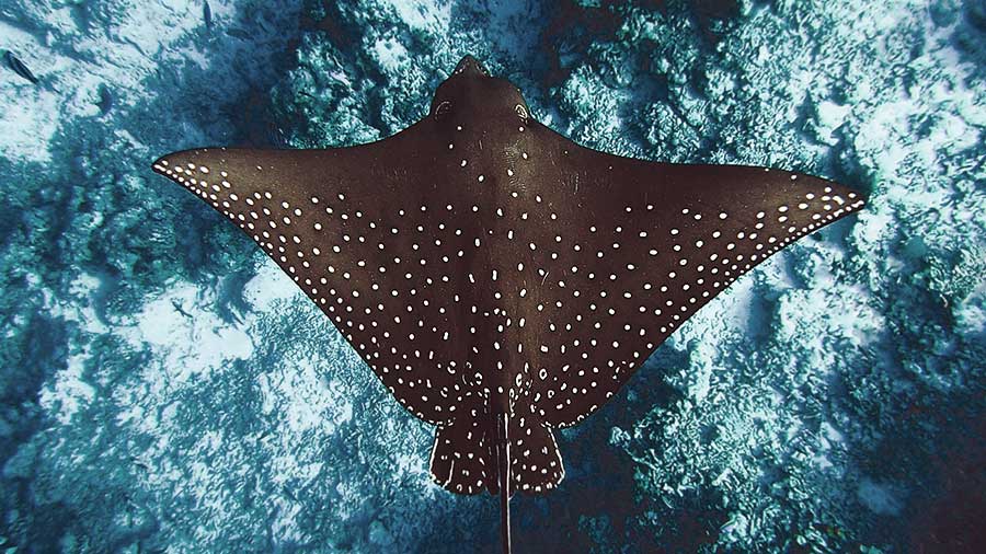 Type of Spotted Eagle Ray from above