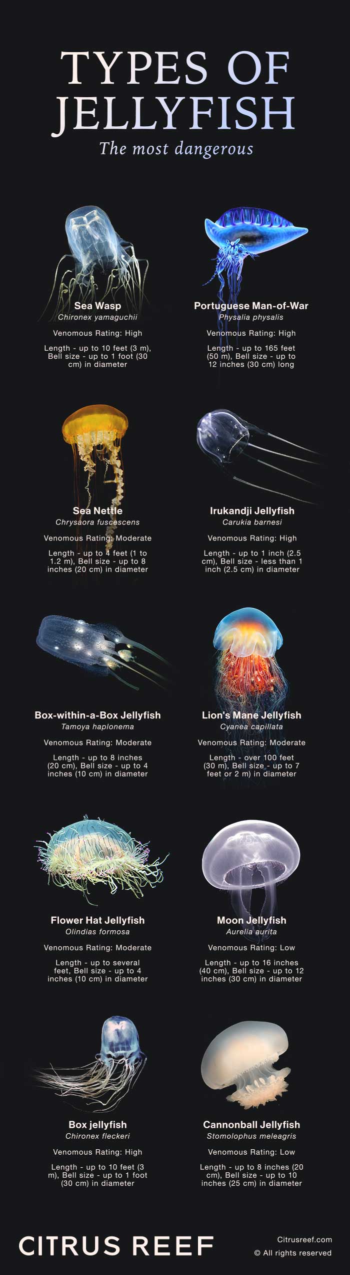 17 Types of Jellyfish: From Dangerous Stingers to Harmless Drifters ...